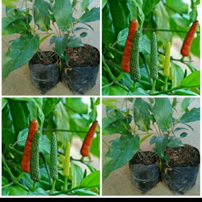 Bibit Cabe Jawa/ Bibit Cabai Jawa/ Cabe Puyang Cabe Obat