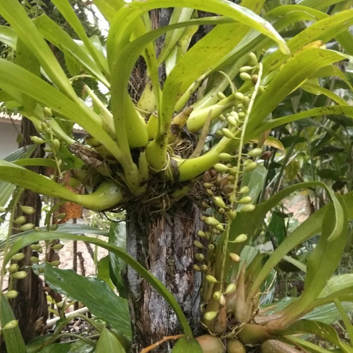 TERALIS ANGGREK ERIA SATU BONGGOL