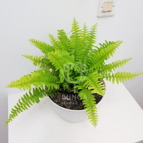 Tanaman Hias Indoor Pakis Boston Hijau Rimbun / Pakis Pembersih Udara