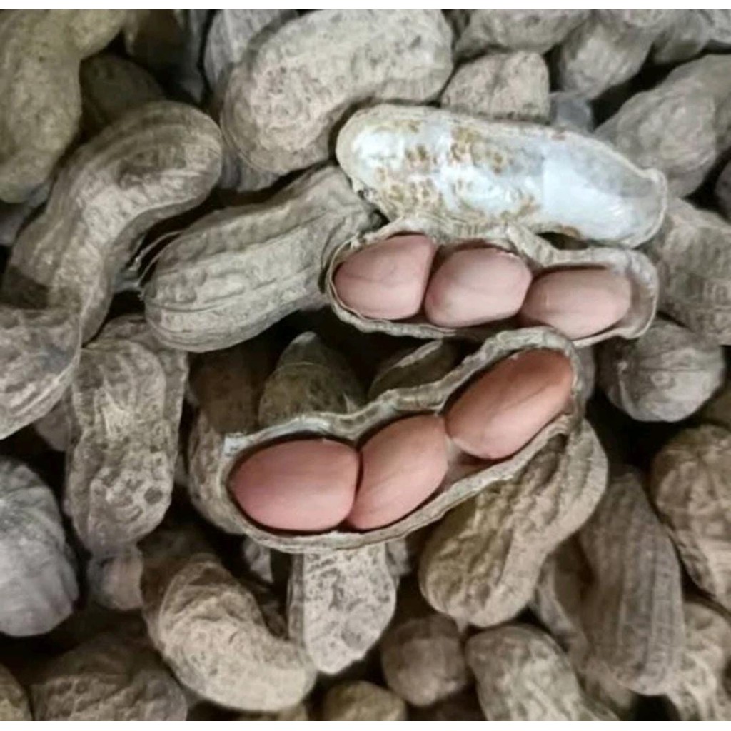 

Kacang Kulit Sangrai kiloan Goreng Pasir Oven Rasa ORIGINAL