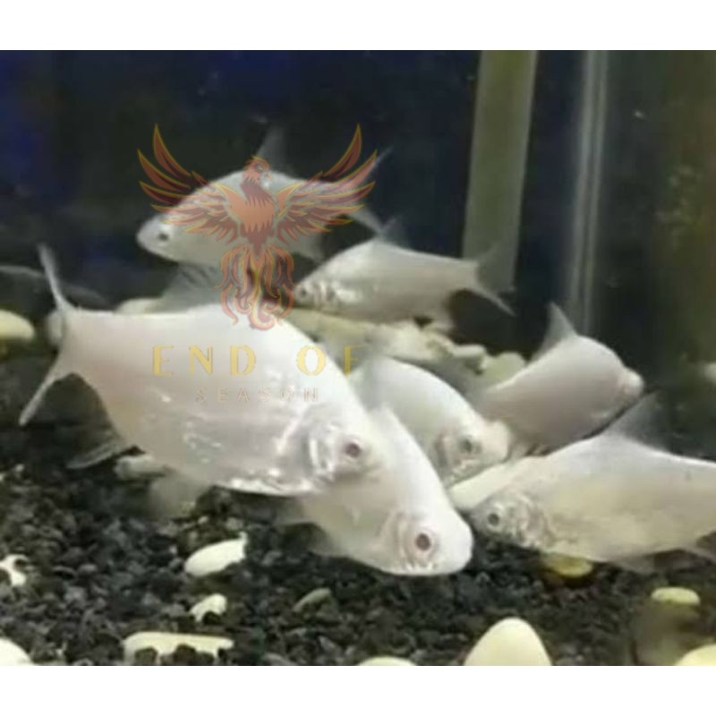 Perlengkapan aquarium kaviat platinum size 7-9cm bergaransi