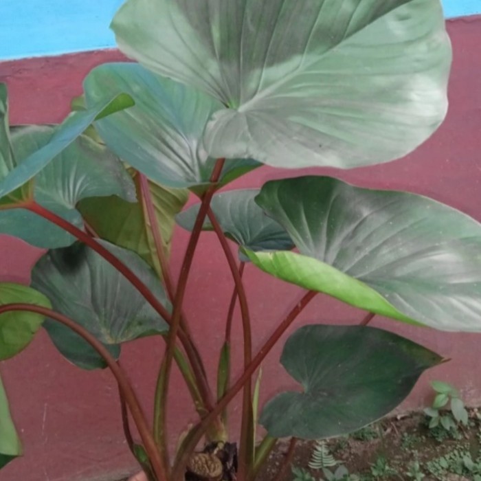 Keladi cariang merah talas merah keladi merah