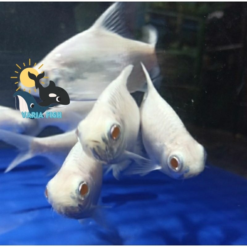 BIG SALE kebutuhan akuarium ikan kaviat platinum mata merah  size m 7-8 cm