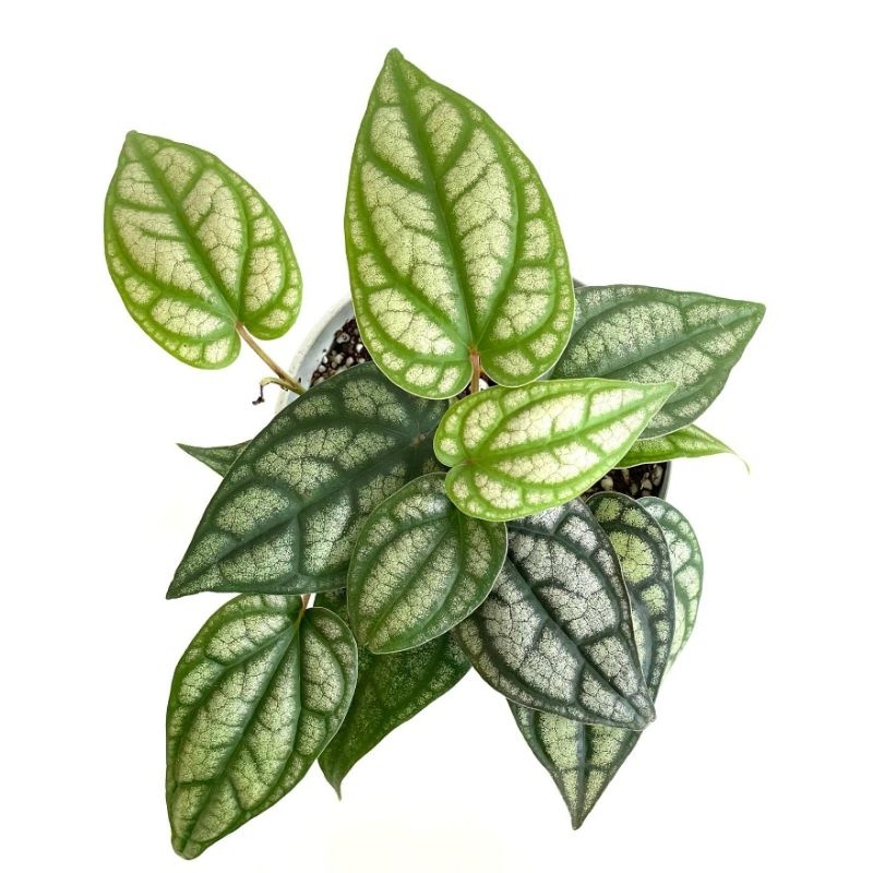 Tanaman hias Sirih perak / sirih silver / piper sylvaticum