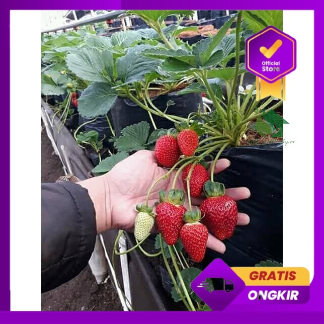 Terlaris Bibit Tanaman Buah Strawberry Jumbo-Bibit Buah