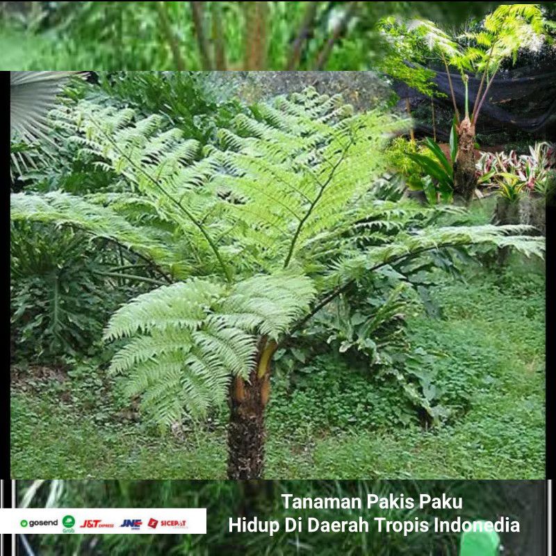 Bibit Tanaman Pakis Paku,pakis haji, pakis monyet pakis paku / Tiang Siap Tanam