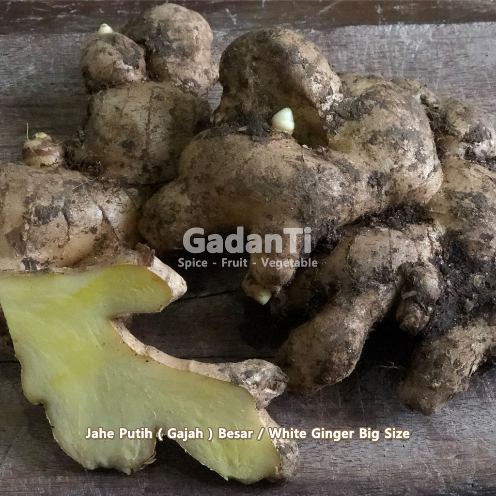 

Jahe Putih / Gajah Besar 1Kg SEGAR