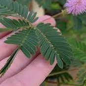 

Daun Putri Malu Fres 500Gram