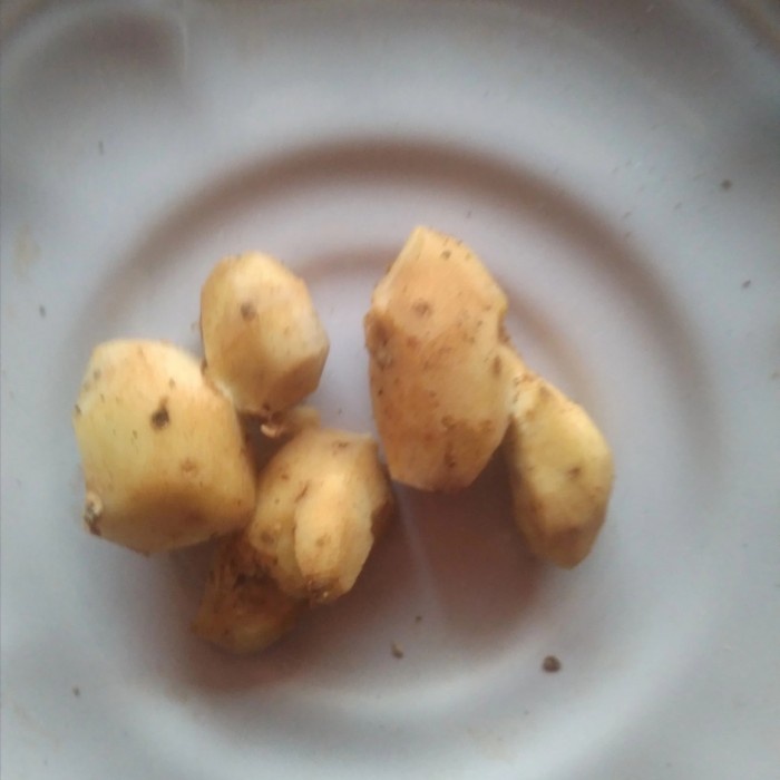 kencur kupas 500 gram