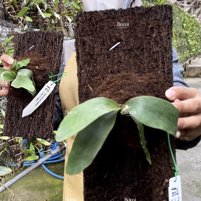 BUMI ORCHIDS Platycerium (veitchii Lisa x andinum x Celso) Tanduk Rusa Hybrid
