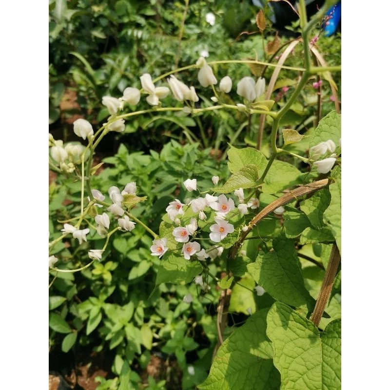 Bunga Air Mata Pengantin putih dijamin berbunga / air mata pengantin bunga pink dan putih berbunga h