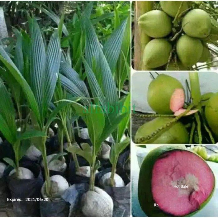 Bibit Kelapa Wulung Asli // bibit kelapa ijo Wulung // bibit kelapa