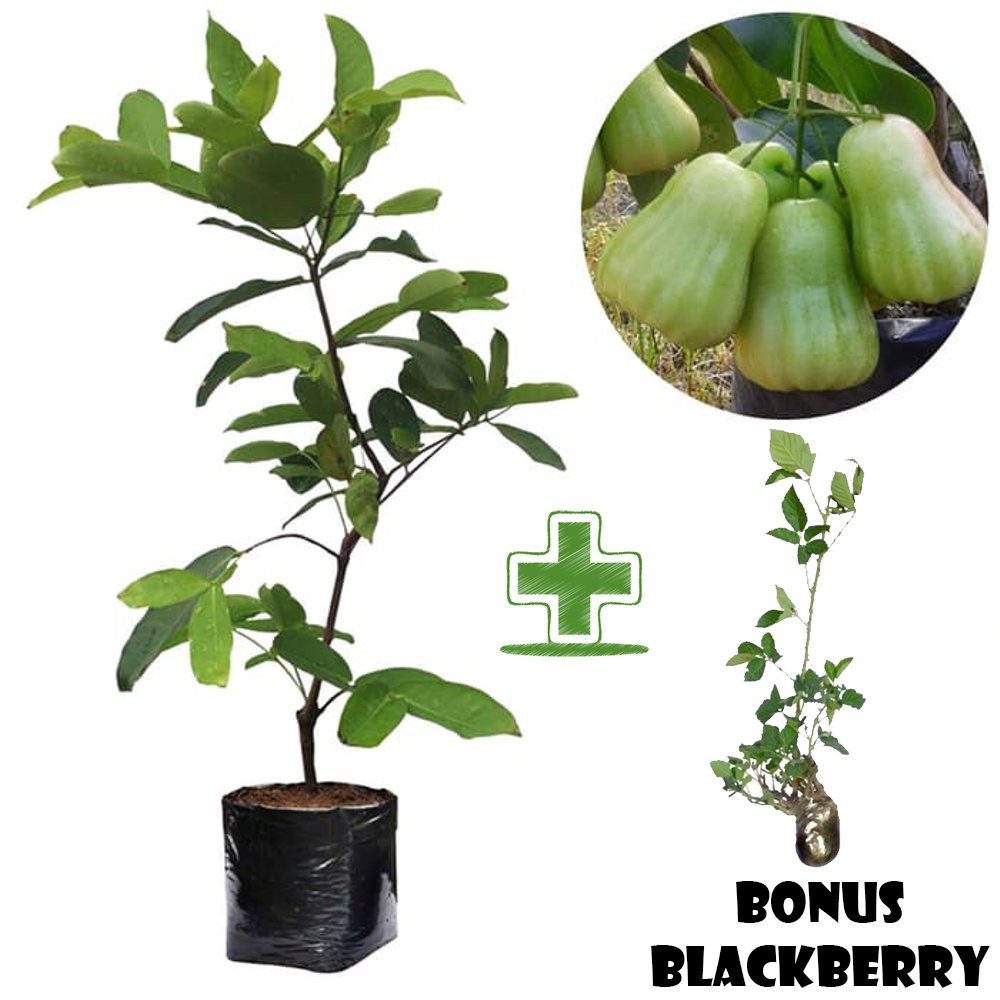 Tanaman Buah Jambu Air Madu Deli  (Syzygium Aqueum) BONUS Bibit Blackberry (rubus sp)