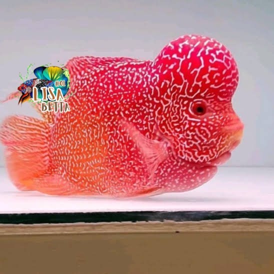 hiasan aquarium Ikan lohan golden base GB 7 8 9 cm louhan goldenbase flower horn  super grade