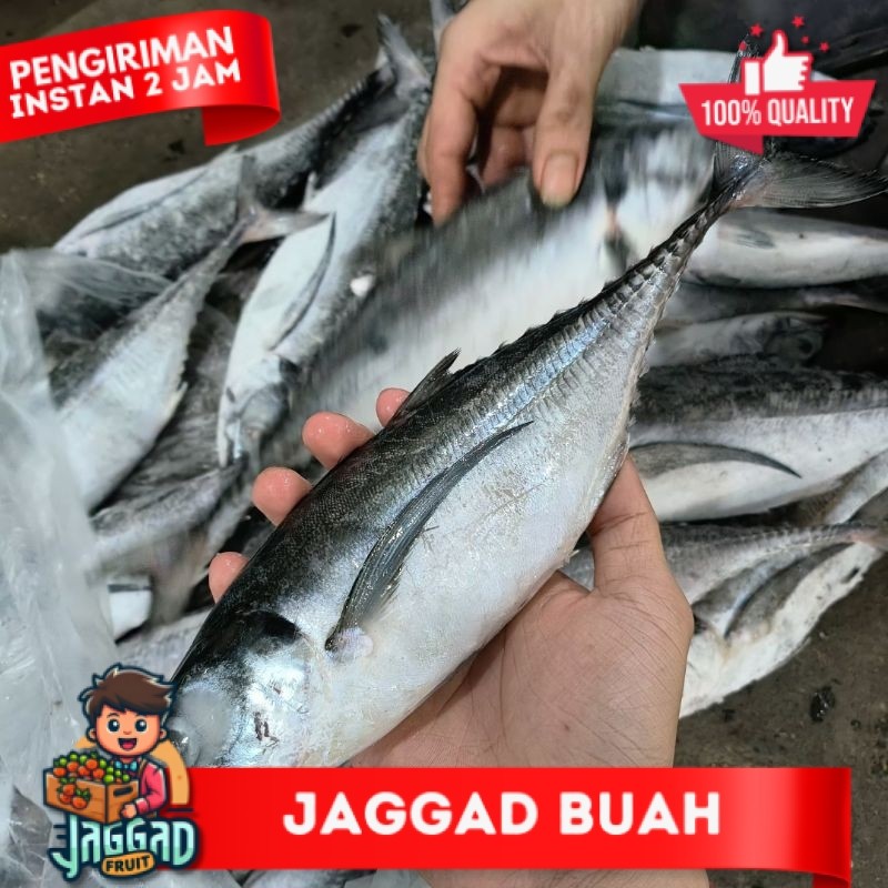 

Ikan Tengkek Frozen (5 kg) JAGGA FRUIT