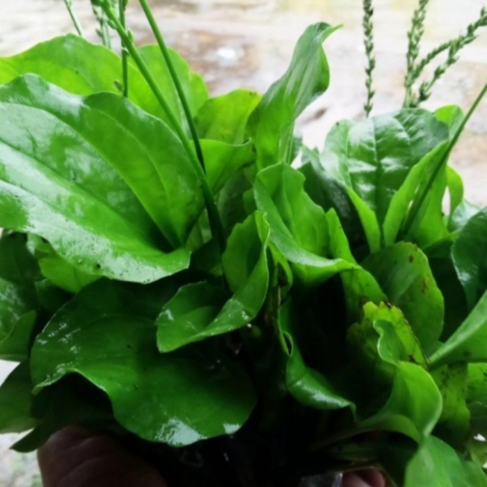 

Bibit Tanaman Herbal Ki Urat - tanaman Daun Sendok Ki Urat