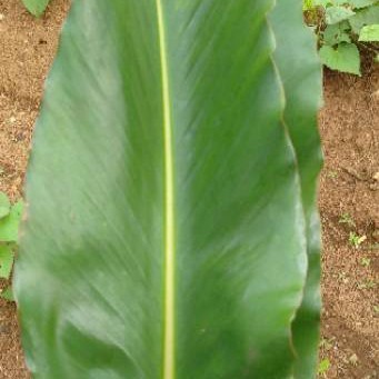 

Daun kecombrang segar - daun comrang daun honje 500g