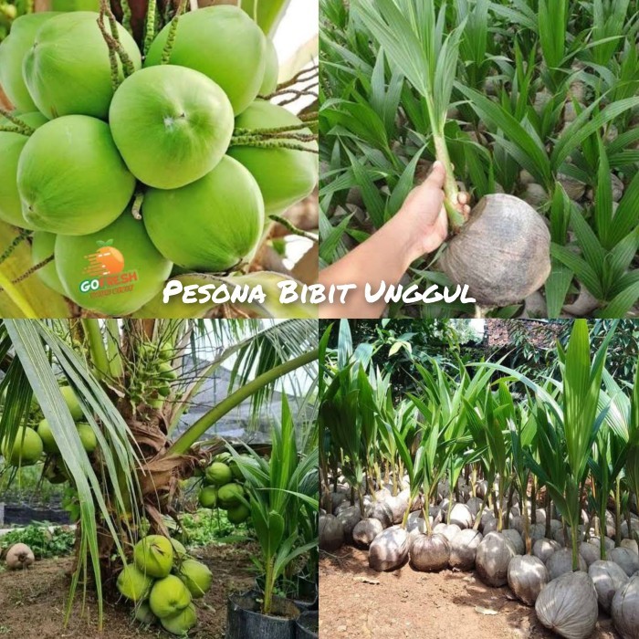 Bibit Kelapa Hibrida Hijau Jumbo Asli