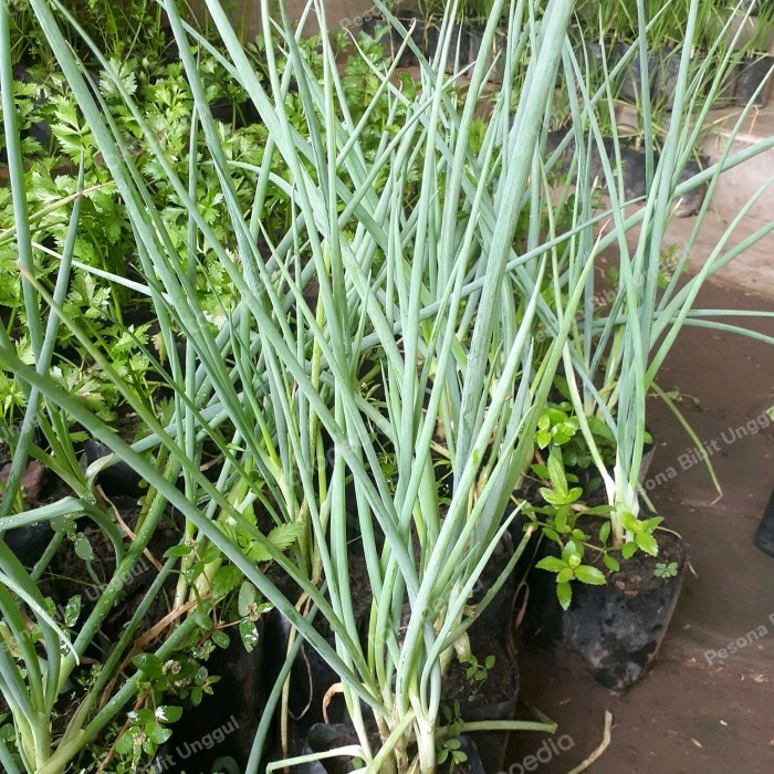Bibit Tanaman Daun Bawang Prei Sayur/ Daun Bawang Bakung