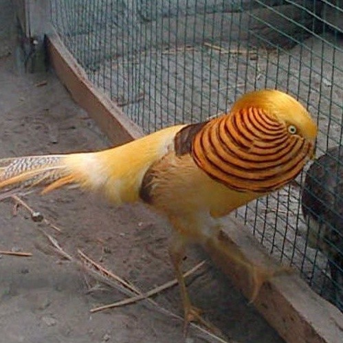 

telur ayam hias jenis yellow Pheasant