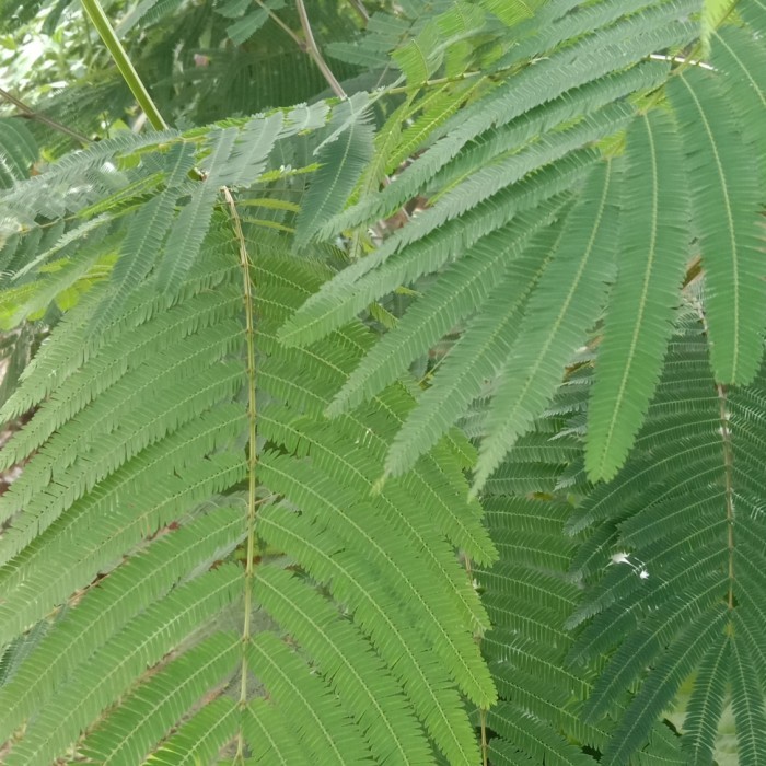 bibit kaliandra pagoda merah