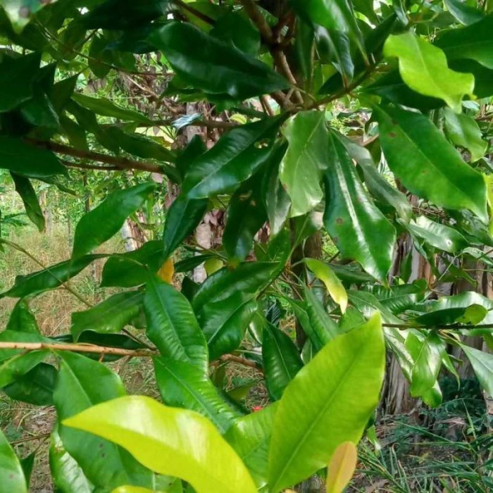 

Daun cengkeh segar 250 gram