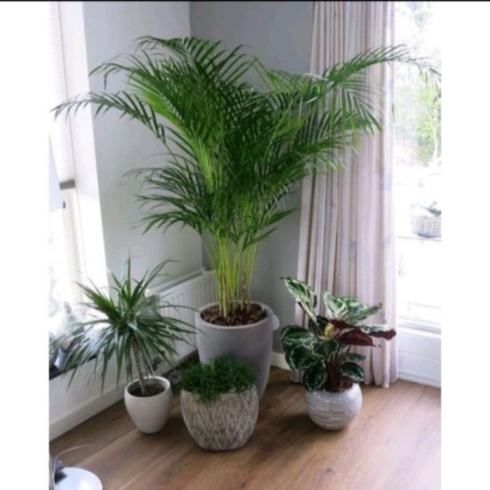 PROMO 9.9TANAMAN HIAS PALEM KUNING CANTIK//PALEM MINI-INDOOR OUTDOOR