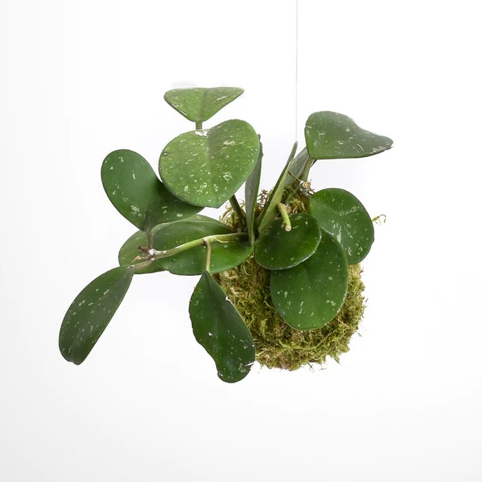 Mossball - Hoya Diversifolia Blume