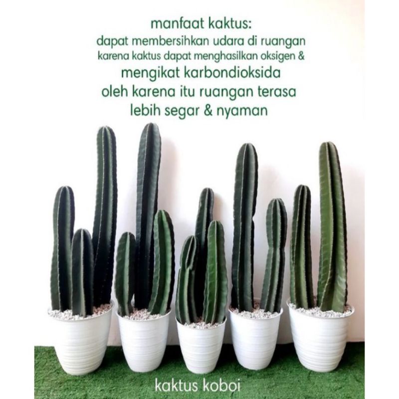 TERLARIS? paket 2 kaktus koboi/kaktus belimbing