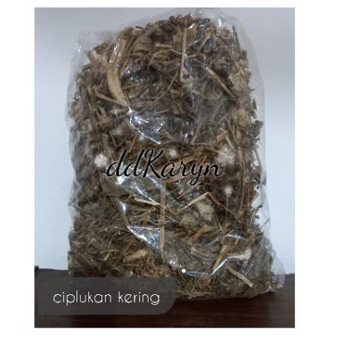 

Birdiemitrendy 1/2kg Daun Ciplukan kering /Cecenet kering Asli