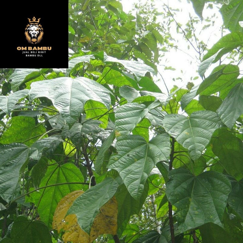 

Daun keluwek. kepayang. atau picung segar 500gr promo 12.12