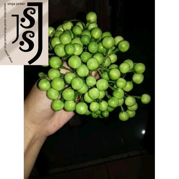 

Rimbang Tekokak sayur lalapan segar 500 gram