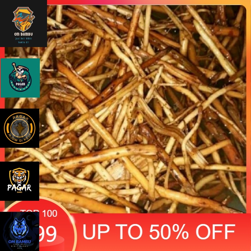 

Akar Pinang Segar 1 kg /Akar Jambe/Akar Jambe Muda/Akar Jambe Basah/1kg #murah