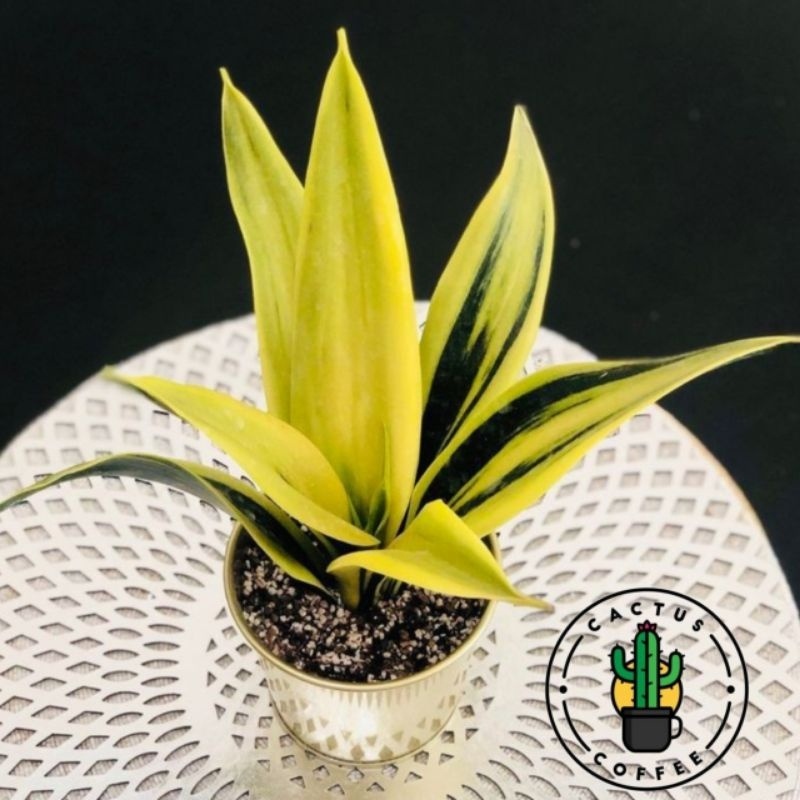 Tanaman Hias Sansivera Golden Flame - Sansivera Gold Flame - Tanaman Sansivera Golden Flame