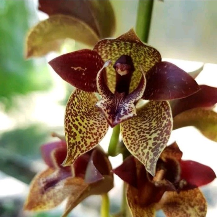 Anggrek remaja grammatophyllum atau anggrek macan remaja