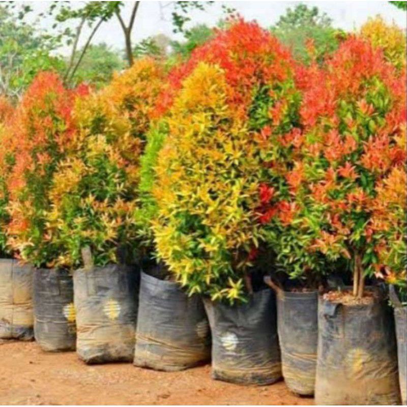 pucuk merah besar tanaman hias tanaman hidup subur