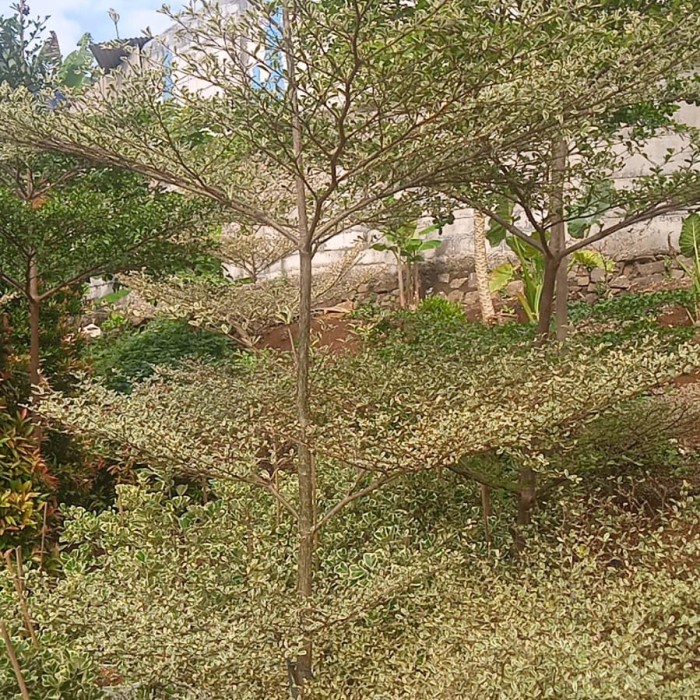 Ketapang kencana varigata1 meter murah