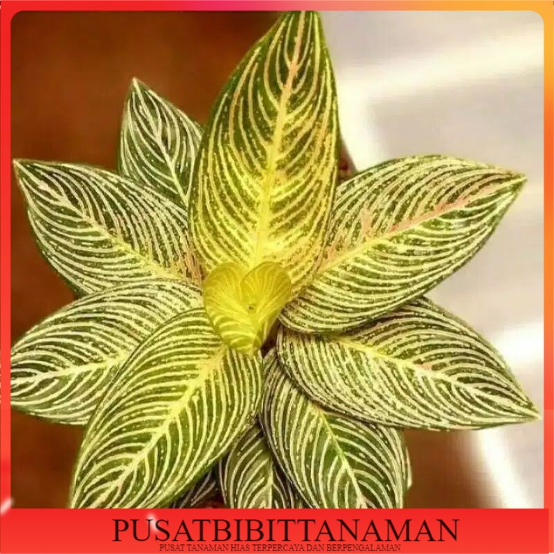 Bonggol aglonema golden hope