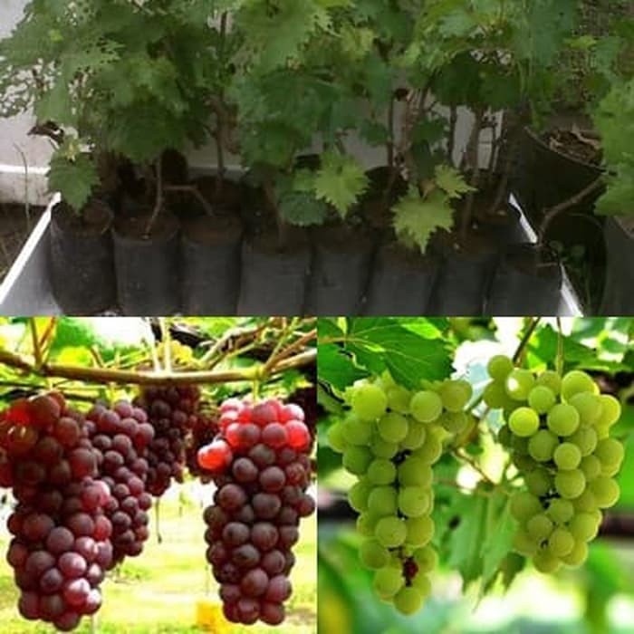 Bibit Tanaman Pohon Anggur Bibit Anggur Tanaman Anggur Lokal