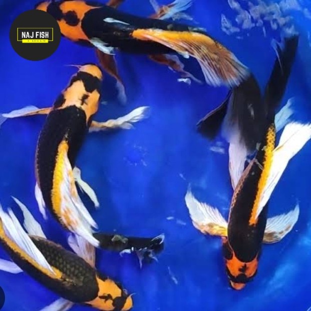 Ikan Koi Kabuto Slayer Cakep Penghias Aquarium Aquascape Gojek Only