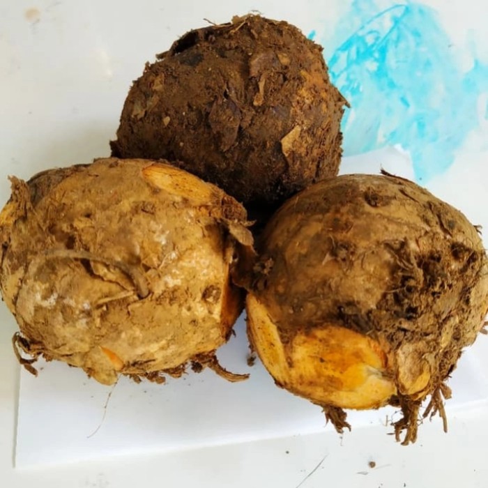 

temulawak segar 500gr