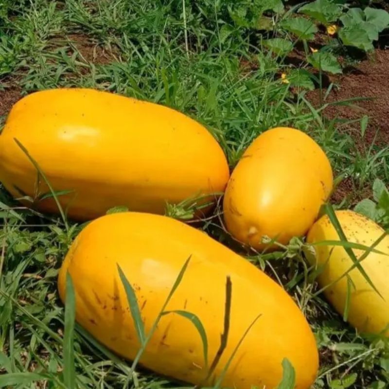 READY BIBIT TIMUN SURI JUMBO  100 BENIH (B.B.01)