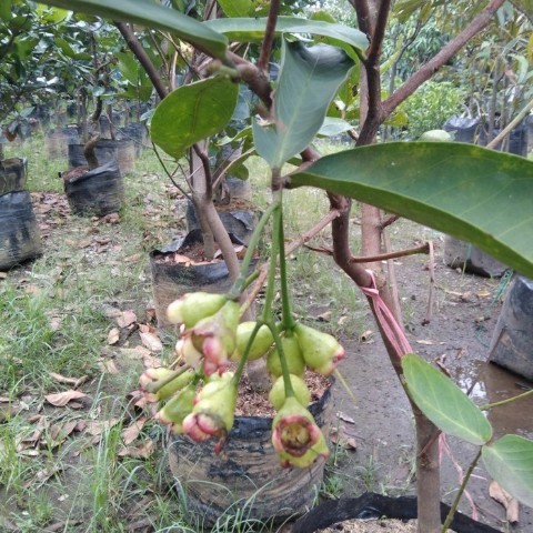POHON JAMBU AIR SUDAH BERBUAH HASIL CANGKOK TINGGI 1,5METER UP