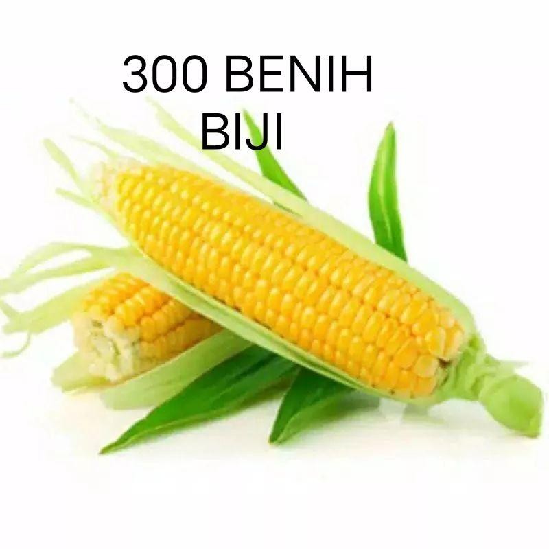 300 BENIH BIJI JAGUNG MANIS MADU