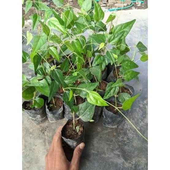 Bibit Tanaman Cincau Jelly Hijau / Tanaman Rambat Cincau Hijau