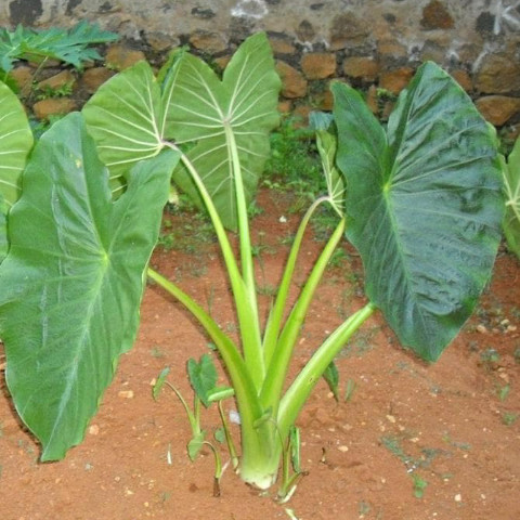 Tanaman Hias Indoor Talas / Talas Bogor (Colocasia)