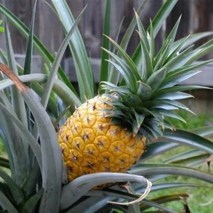 Bibit tanaman buah nanas madu jumbo ,super
