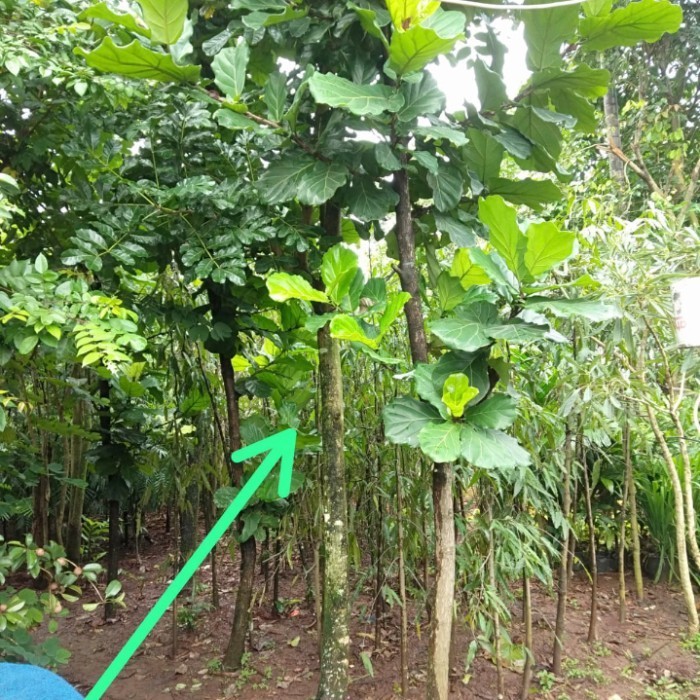 Murah tanaman peneduh ketapang biola besar 4m