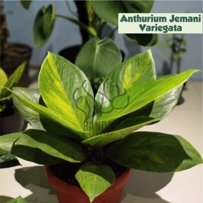 Anthurium Jemani Varigata / Anthurium Kobra Tanaman Daun Hias Tanaman Hias Rumah Tanaman Koleksi
