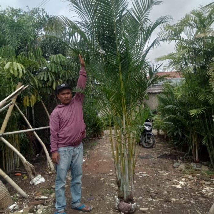 palem kuning tinggi 2 - 3 meter